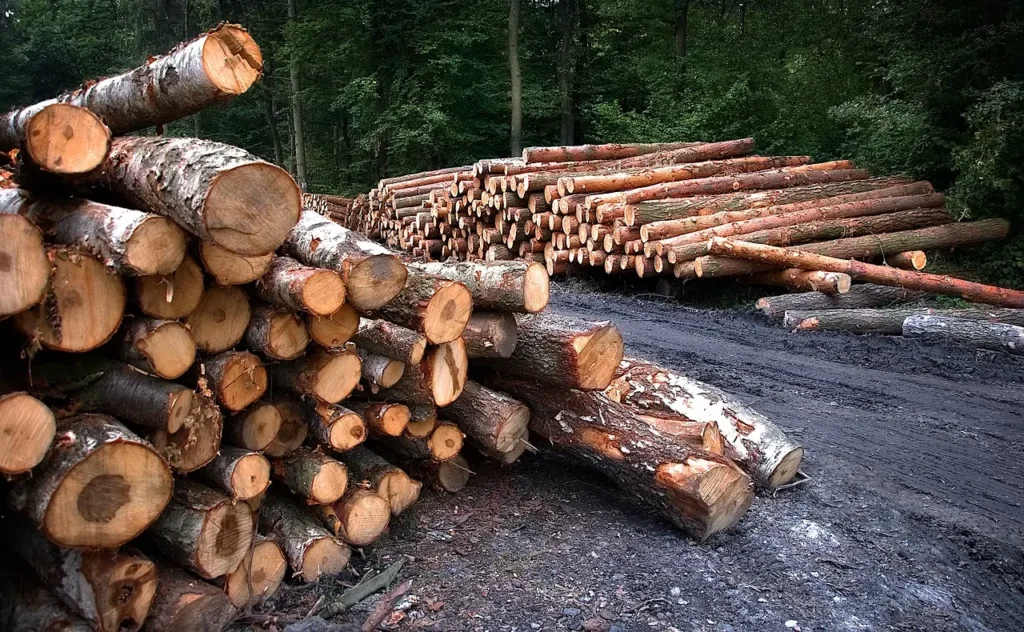 Piles de bois